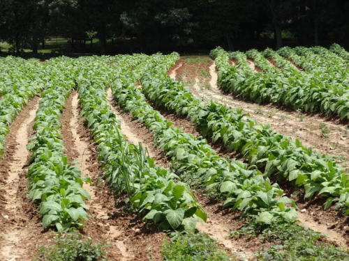 1024px-Tobacco plants in rows; Clover, VA; 2013-07-14