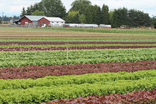 Mustard Seed Farms Oregon CSA